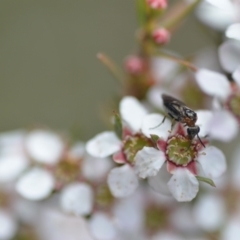 Apocrita (suborder) (Unidentified wasp) at QPRC LGA - 6 Nov 2021 by natureguy