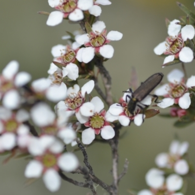 Eleale sp. (genus) (Clerid beetle) at QPRC LGA - 6 Nov 2021 by natureguy