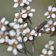 Eleale sp. (genus) (Clerid beetle) at QPRC LGA - 6 Nov 2021 by natureguy