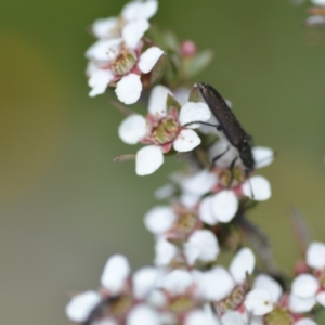 Eleale sp. (genus) at Wamboin, NSW - 6 Nov 2021