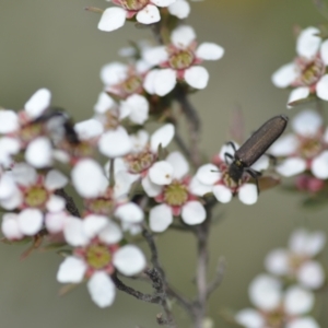 Eleale sp. (genus) at Wamboin, NSW - 6 Nov 2021