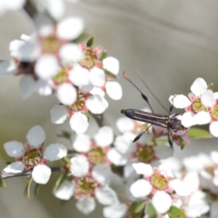 Amphirhoe sloanei (Longicorn or Longhorn beetle) at QPRC LGA - 6 Nov 2021 by natureguy