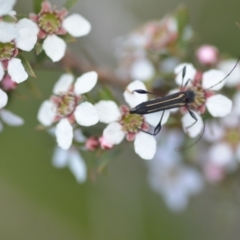 Amphirhoe sloanei at Wamboin, NSW - 6 Nov 2021 04:30 PM