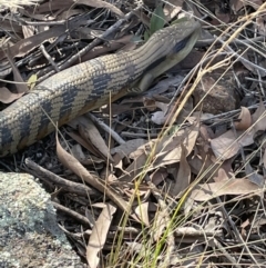 Tiliqua scincoides scincoides (Eastern Blue-tongue) at The Pinnacle - 10 Apr 2022 by JaneR