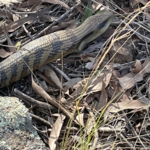 Tiliqua scincoides scincoides at Hawker, ACT - 10 Apr 2022