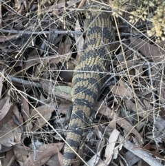 Tiliqua scincoides scincoides at Hawker, ACT - 10 Apr 2022 04:32 PM