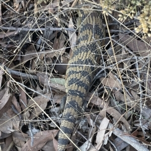 Tiliqua scincoides scincoides at Hawker, ACT - 10 Apr 2022