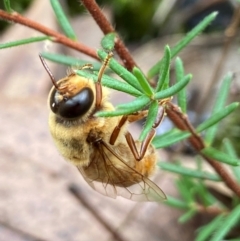 Apis mellifera at Acton, ACT - 11 Apr 2022 by AJB