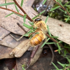 Apis mellifera at Acton, ACT - suppressed