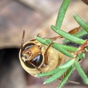 Apis mellifera at Acton, ACT - suppressed