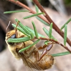 Apis mellifera at Acton, ACT - suppressed