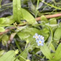 Myosotis laxa subsp. caespitosa (Water Forget-me-not) at Cotter River, ACT - 11 Apr 2022 by JaneR