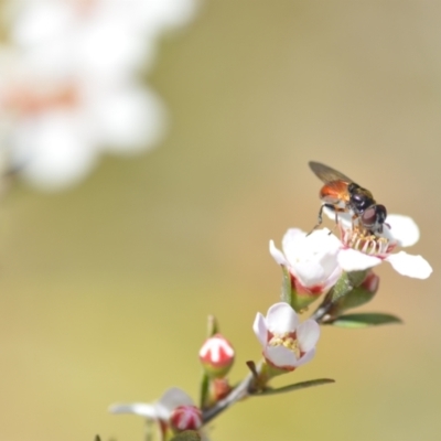 Psilota rubra (Red-tailed hoverfly) at Wamboin, NSW - 6 Nov 2021 by natureguy