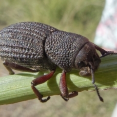 Amycterus abnormis (Ground weevil) at Lake Burley Griffin West - 10 Apr 2022 by roman_soroka