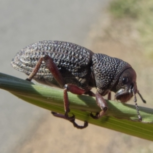 Amycterus abnormis at Molonglo Valley, ACT - 10 Apr 2022 04:04 PM