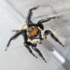 Maratus griseus (Jumping spider) at Narrabundah, ACT - 18 Mar 2022 by RobParnell