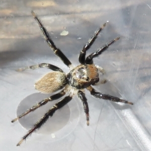 Maratus griseus at Narrabundah, ACT - 18 Mar 2022 11:10 AM