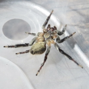 Maratus griseus at Narrabundah, ACT - 18 Mar 2022 11:10 AM