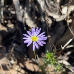 Brachyscome ciliaris var. ciliaris (Bushy Cut-leaf Daisy) at Bungonia, NSW - 11 Apr 2022 by NedJohnston