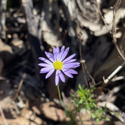 Brachyscome ciliaris (Bushy Cut-leaf Daisy) at Bungonia, NSW - 11 Apr 2022 by NedJohnston