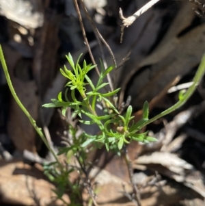 Brachyscome ciliaris var. ciliaris at Bungonia, NSW - 11 Apr 2022