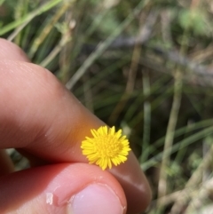 Calotis lappulacea (Yellow Burr Daisy) at Bungonia, NSW - 11 Apr 2022 by Ned_Johnston