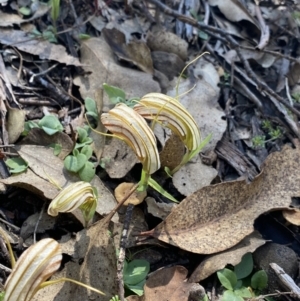 Diplodium truncatum at Bungonia, NSW - suppressed