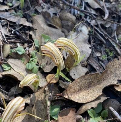 Diplodium truncatum (Little Dumpies, Brittle Greenhood) at Bungonia, NSW - 11 Apr 2022 by Ned_Johnston