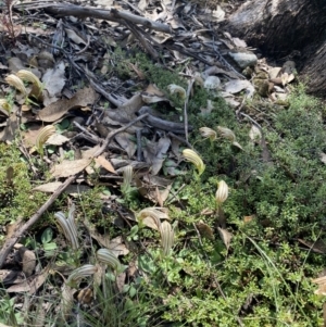 Diplodium truncatum at Bungonia, NSW - 11 Apr 2022