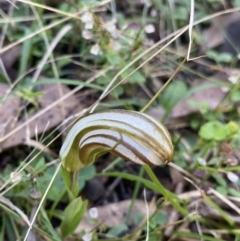 Diplodium truncatum at Bungonia, NSW - 11 Apr 2022