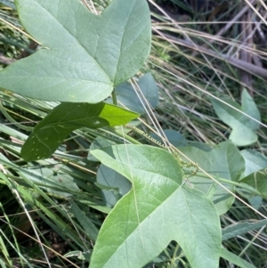 Passiflora cinnabarina at Bungonia, NSW - 11 Apr 2022 11:38 AM