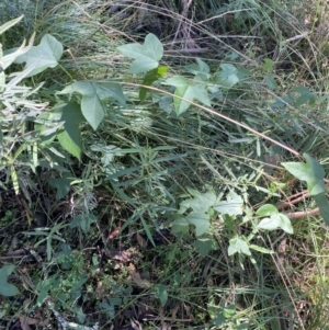 Passiflora cinnabarina at Bungonia, NSW - 11 Apr 2022 11:38 AM