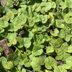 Dichondra repens (Kidney Weed) at Bungonia, NSW - 11 Apr 2022 by NedJohnston