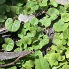 Dichondra repens at Bungonia, NSW - 11 Apr 2022