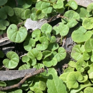 Dichondra repens at Bungonia, NSW - 11 Apr 2022