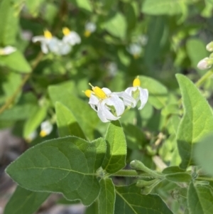 Solanum chenopodioides at Bungonia, NSW - 11 Apr 2022