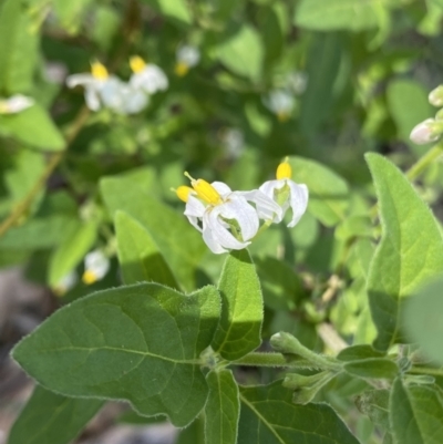 Solanum chenopodioides (Whitetip Nightshade) at Bungonia National Park - 11 Apr 2022 by Ned_Johnston