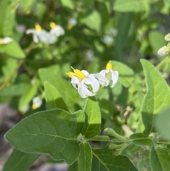 Solanum chenopodioides (Whitetip Nightshade) at Bungonia National Park - 11 Apr 2022 by Ned_Johnston