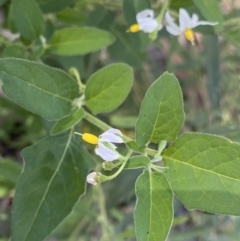 Solanum chenopodioides at Bungonia, NSW - 11 Apr 2022