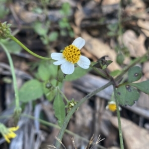 Bidens pilosa at Bungonia, NSW - 11 Apr 2022 11:33 AM