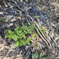 Bidens pilosa at Bungonia, NSW - 11 Apr 2022 11:33 AM