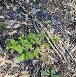 Bidens pilosa at Bungonia, NSW - 11 Apr 2022 11:33 AM