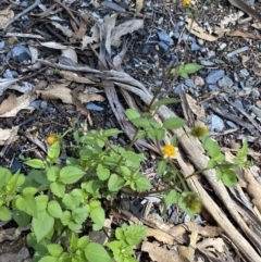 Bidens pilosa at Bungonia, NSW - 11 Apr 2022 11:33 AM