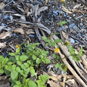 Bidens pilosa at Bungonia, NSW - 11 Apr 2022 11:33 AM