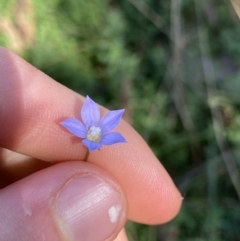 Wahlenbergia luteola (Yellowish Bluebell) at Bungonia State Conservation Area - 11 Apr 2022 by Ned_Johnston