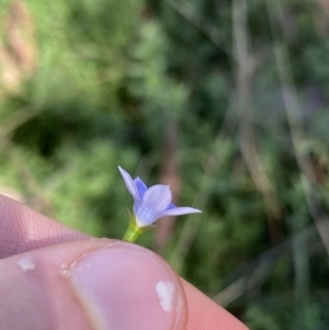 Wahlenbergia luteola at Bungonia, NSW - 11 Apr 2022