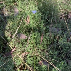 Wahlenbergia luteola at Bungonia, NSW - 11 Apr 2022