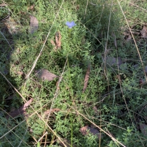 Wahlenbergia luteola at Bungonia, NSW - 11 Apr 2022