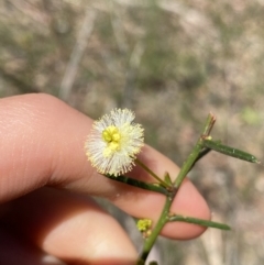 Acacia genistifolia (Early Wattle) at Bungonia, NSW - 11 Apr 2022 by NedJohnston