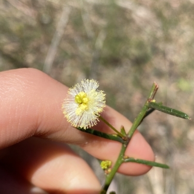 Acacia genistifolia (Early Wattle) at Bungonia, NSW - 11 Apr 2022 by Ned_Johnston